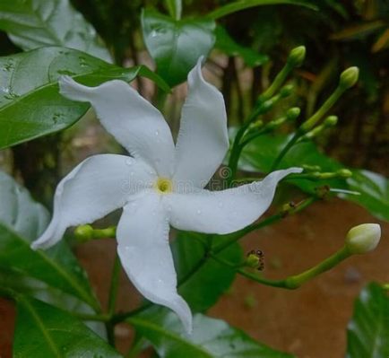 Flor de Melati: Un Vistazo Através del Tiempo y la Espiritualidad Malasia